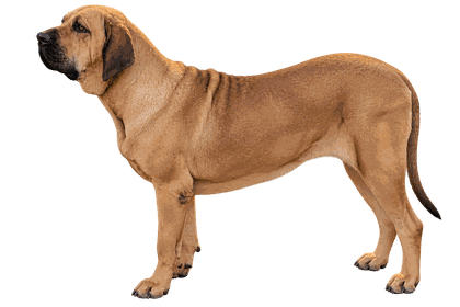 Ashani, Fila Brasileiro de l’élevage