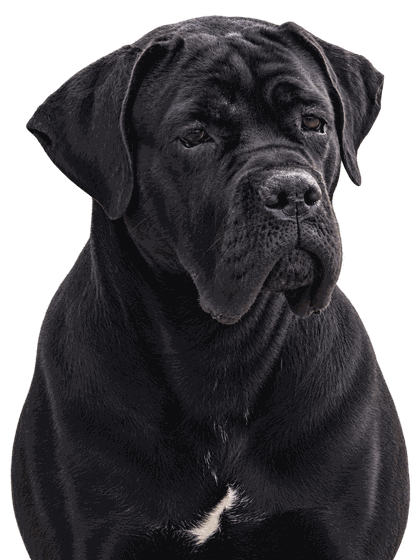 Vaia, Cane Corso de l’élevage