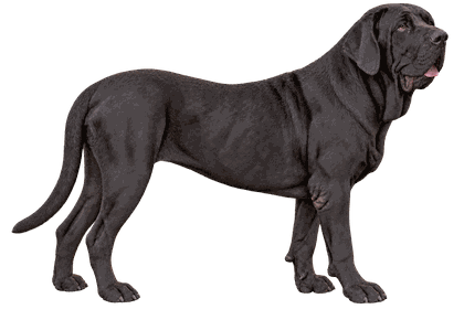 Vanille, Fila Brasileiro de l’élevage